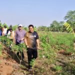 Pj Gubernur Tinjau 23 Hektar Lahan Percontohan Budidaya Pisang dan Nanas di Gowa