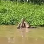 Seorang Nelayan Diterkam Buaya, Kaki Korban Digigit Lalu Dihempaskan