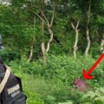 Penemuan Mayat di Depan Gudang Rumput Laut di Palopo Gegarkan Warga