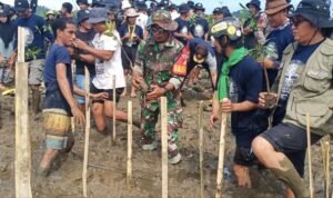Kodim 1311 Morowali Tanam Ribuan Mangrove di Pesisir Pantai Padabaho