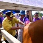 Inovasi Peternakan di Cina Bone, Inseminasi Buatan Dikuatkan dengan Ketersediaan Pakan