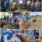 Bupati Morut Delis Sumbang 15 Sapi Kurban Idul Adha
