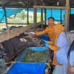 Jelang Idul Adha, Hewan Kurban di Kabupaten Luwu Tersedia dan Sehat