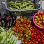 Desa Munte Buktikan Ketahanan Pangan Bisa Dimulai dari Lahan Terbatas